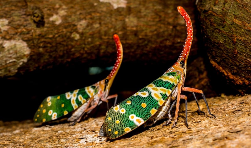 Cicada 3301
