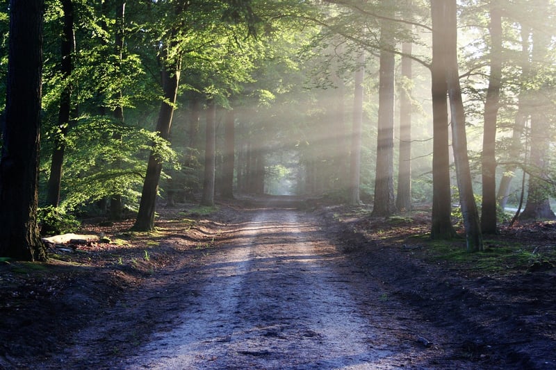 Forest Path Mystery
